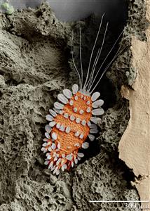 mite [metric]